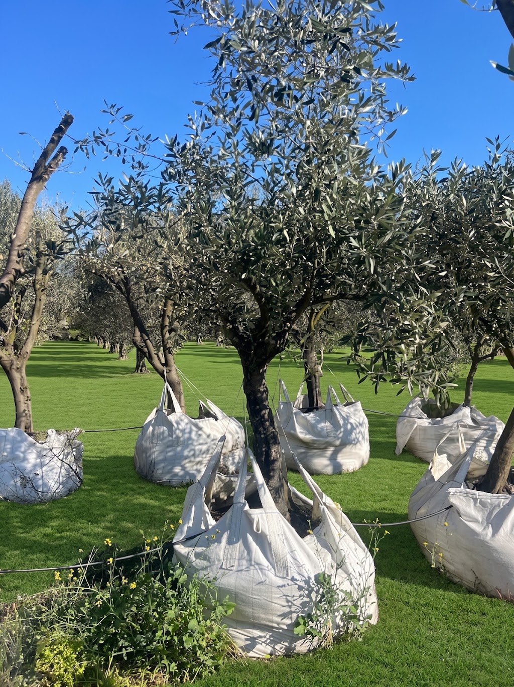 Pip and Olive - Olive Grove | 38 Cross Rd, Devon Meadows VIC 3977, Australia | Phone: 0419 560 971