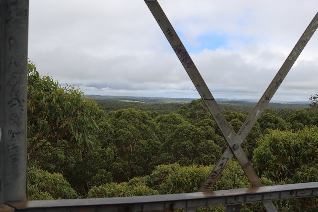 Gloucester Tree | tourist attraction | Burma Rd, Pemberton WA 6260, Australia | 0897761207 OR +61 8 9776 1207