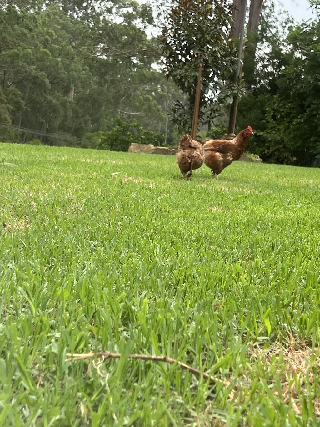 Jila free range | 152 Mountain Ave, Yarramundi NSW 2753, Australia | Phone: 0418 738 784