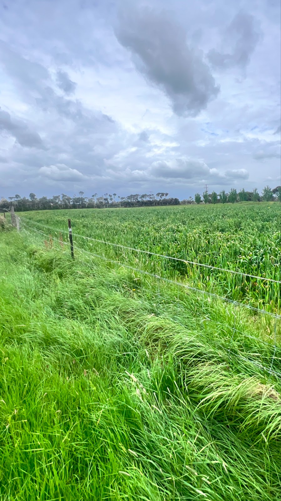 Bhinder Farms | 425 Bald Hill Rd, Pakenham VIC 3810, Australia | Phone: 0426 924 483