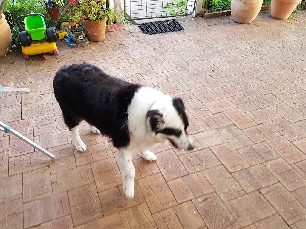 Mutts & Mongrels Dog | 25 Hornibrook Rd, Dalyellup WA 6230, Australia | Phone: 0417 076 242