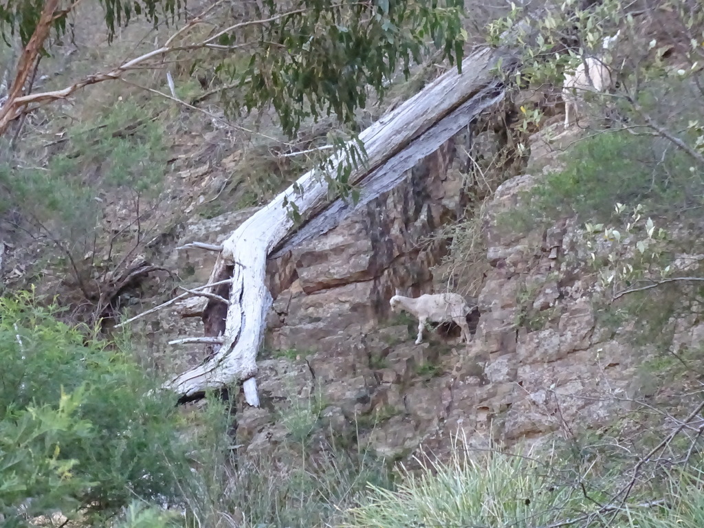 Lerderderg State Park | park | Lerderderg Gorge Rd, Bacchus Marsh VIC 3340, Australia | 131963 OR +61 131963