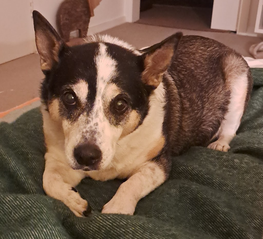 Sit, Stay, Succeed ! Dog training | Surrounding, Beechworth VIC 3747, Australia | Phone: 0468 840 675