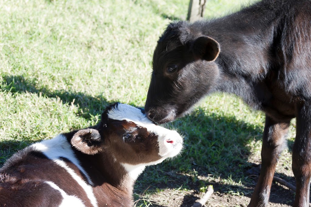 Wilsons Robotic Dairy Kyogle | school | 2019 Summerland Way, Roseberry NSW 2474, Australia | 0266364254 OR +61 2 6636 4254