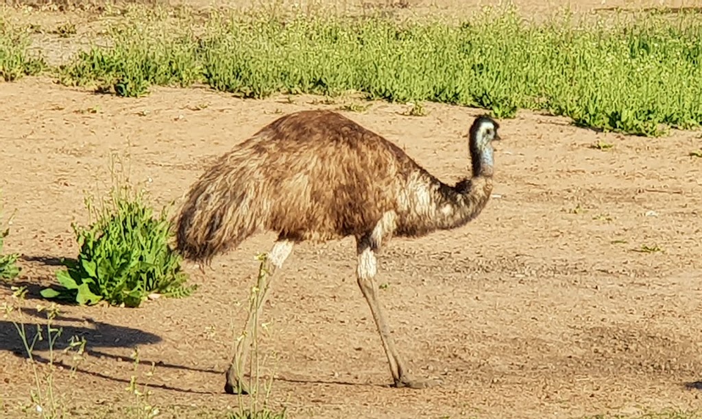 Bowra Sanctuary | Bowra Wildlife Sanctuary, 887 Humeburn Road, Cunnamulla QLD 4490, Australia | Phone: 0455 527 698