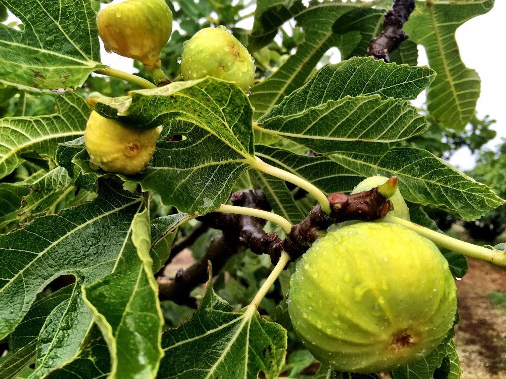 Hewards figs and orchard |  | 70 Eastern Rd, Monash SA 5342, Australia | 0885835375 OR +61 8 8583 5375