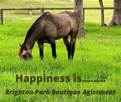 Brighton Park Boutique Agistment | 270 Bushells Ridge Rd, Wyee NSW 2259, Australia | Phone: 0411 113 045