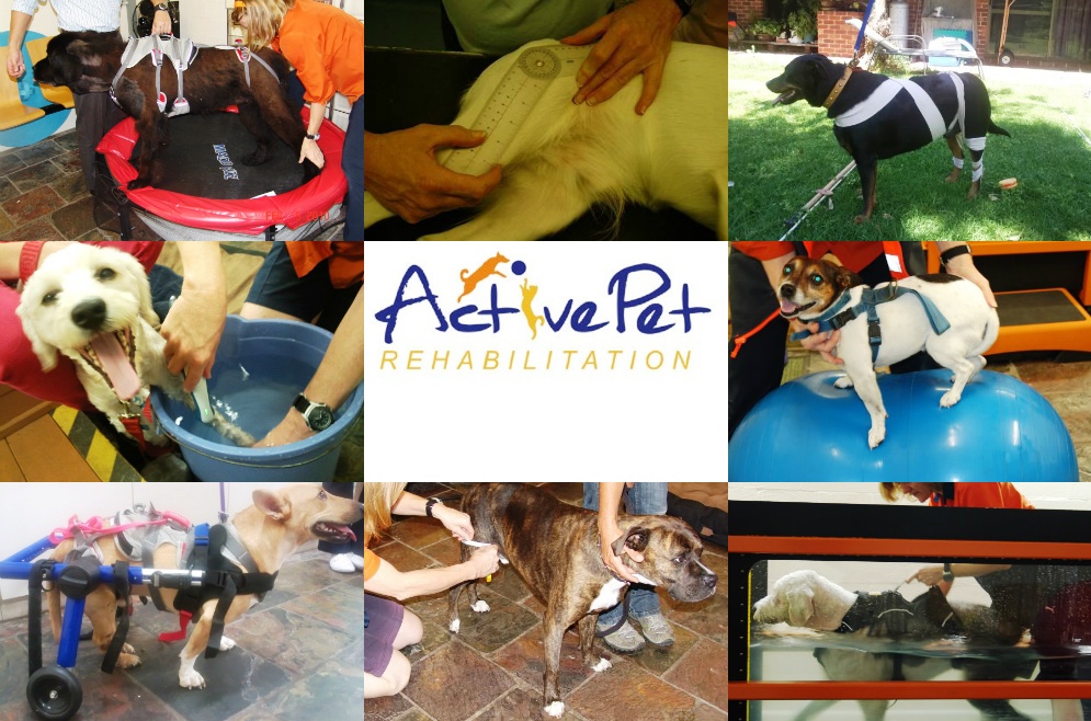 Active Pet Rehabilitation | 588 Stirling Hwy, Mosman Park WA 6012, Australia | Phone: 0450 113 983