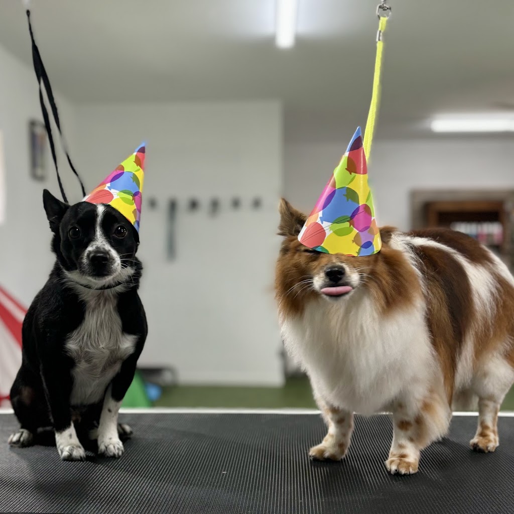 K9 Kulture Daycare and Spa | 15 Industrial Ave, Yeppoon QLD 4703, Australia | Phone: 0477 738 964