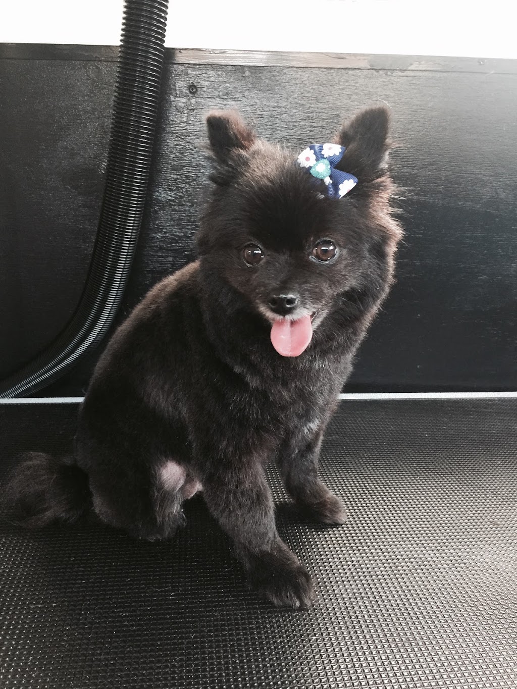 Happy Go Puppy - Grooming & More - Como | 6c Evans St, Como NSW 2226, Australia | Phone: 0410 108 501