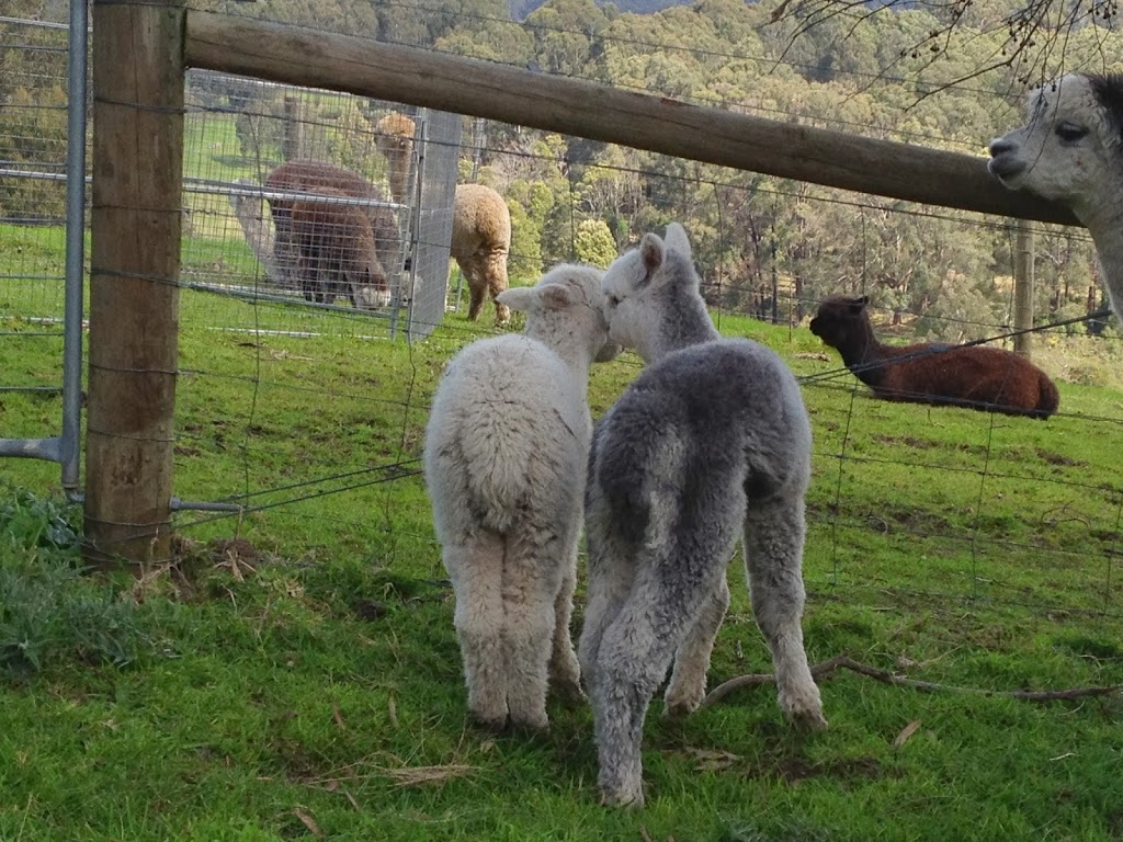 Dunalton Alpacas | food | Brewsters Rd, Yinnar South VIC 3869, Australia | 0410281962 OR +61 410 281 962