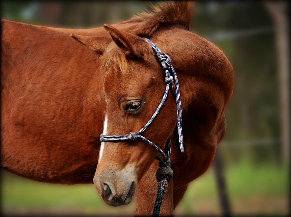 Double C Saddlery Australia | 85 Gun Gully Rd, Upper Lansdowne NSW 2430, Australia | Phone: 0418 634 839