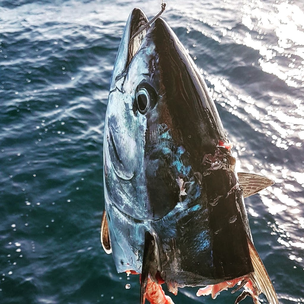 True Blue Fishing Charters | Muriel Henchman Dr, Main Beach QLD 4217, Australia | Phone: (07) 5510 9622