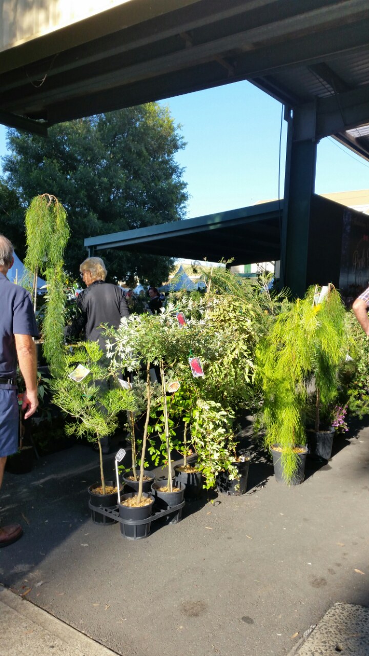 Sunvalley Plants Nursery | 1175 Dandenong-Hastings Rd, Langwarrin VIC 3910, Australia | Phone: (03) 9782 2825