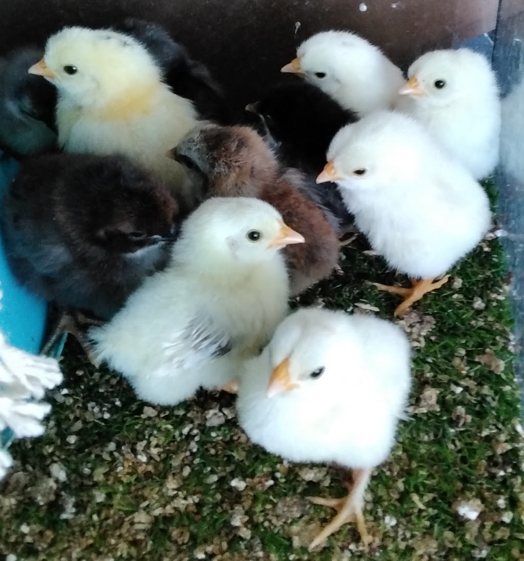 Trulander Petting Zoo | Caringal Rd, Emerald QLD 4720, Australia | Phone: 0407 460 703