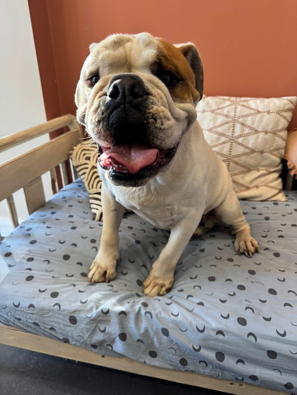 Guapo Puppo Dog Grooming | 58 Willcox Ave, Singleton Heights NSW 2330, Australia | Phone: 0434 632 455