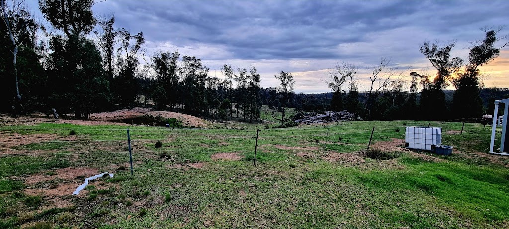 Melville kelpies & Angus | 385 Bloomfield road, Yarrowitch NSW 2354, Australia | Phone: 0457 786 888