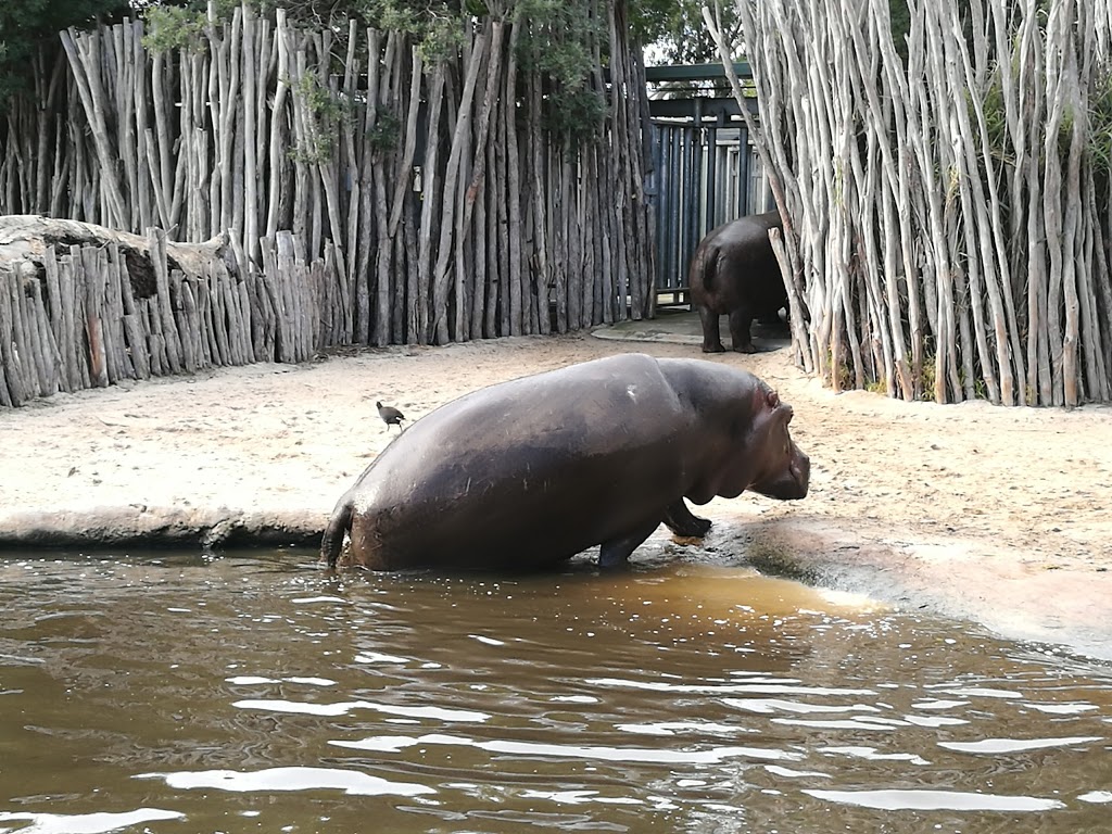 Werribee Open Range Zoo | K Rd, Werribee South VIC 3030, Australia | Phone: 1300 966 784