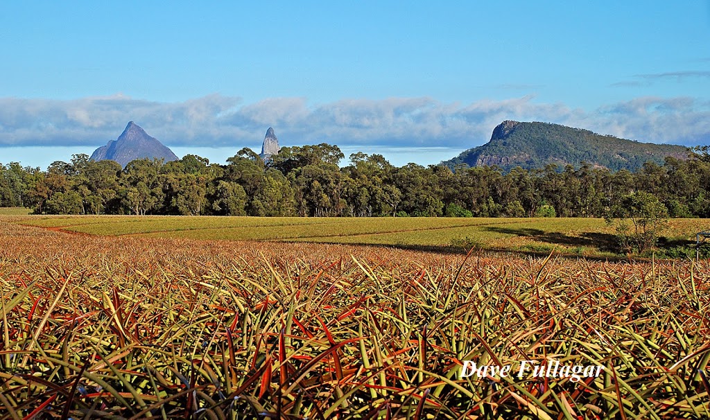 Rumbalara Wholesale Nursery | 3 Crittenden Rd, Glass House Mountains QLD 4518, Australia | Phone: (07) 5496 9684