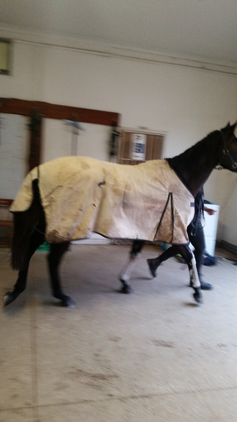 PG Carey Racing | 3 Albany Way, Mornington VIC 3931, Australia | Phone: (03) 5976 3137