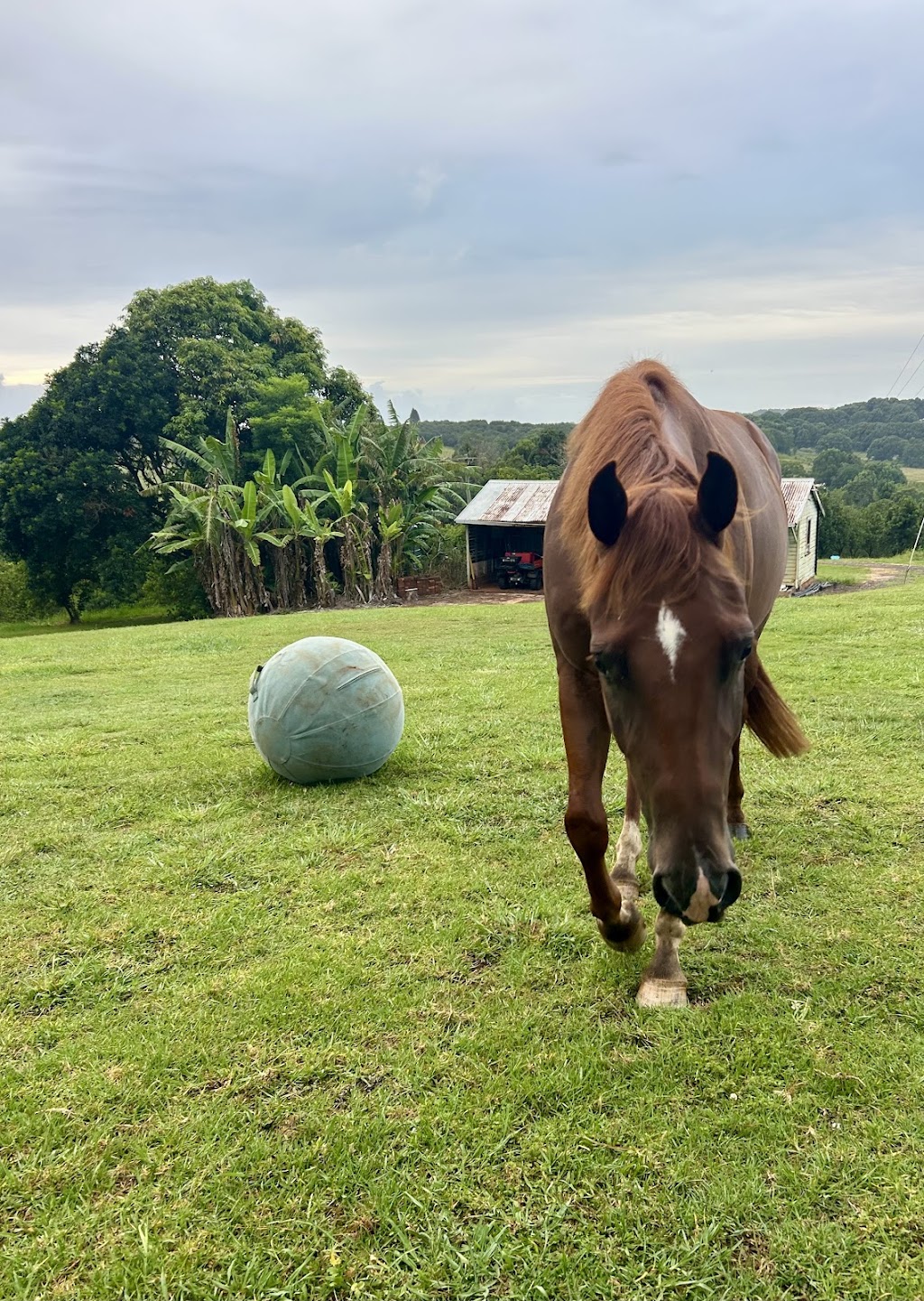 Equine Assisted Therapy at Bunyarra Farm | 690 Cowlong Rd, Eltham NSW 2480, Australia | Phone: 0402 362 169