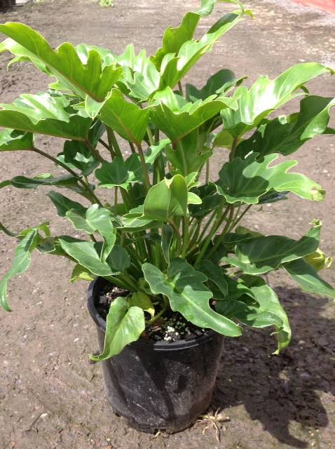 Pots Plants | 3 Binda Dr, Cranley QLD 4350, Australia | Phone: 0477 161 560