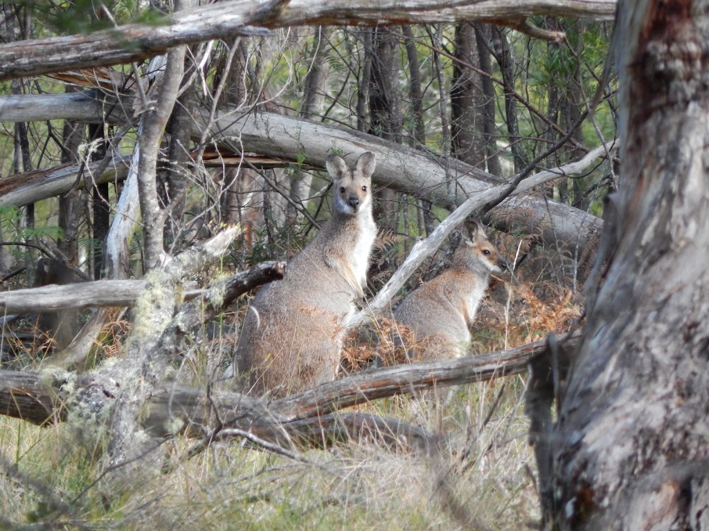 Oxley Wild Rivers National Park | Walcha NSW 2354, Australia | Phone: (02) 6777 4700