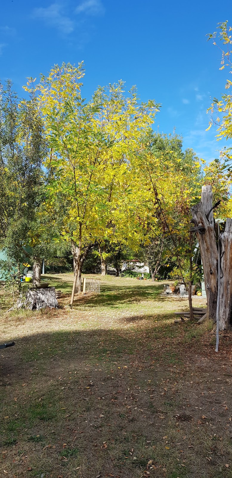 Buxton Silver Gum Reserve | park | 1839 Maroondah Hwy, Buxton VIC 3711, Australia