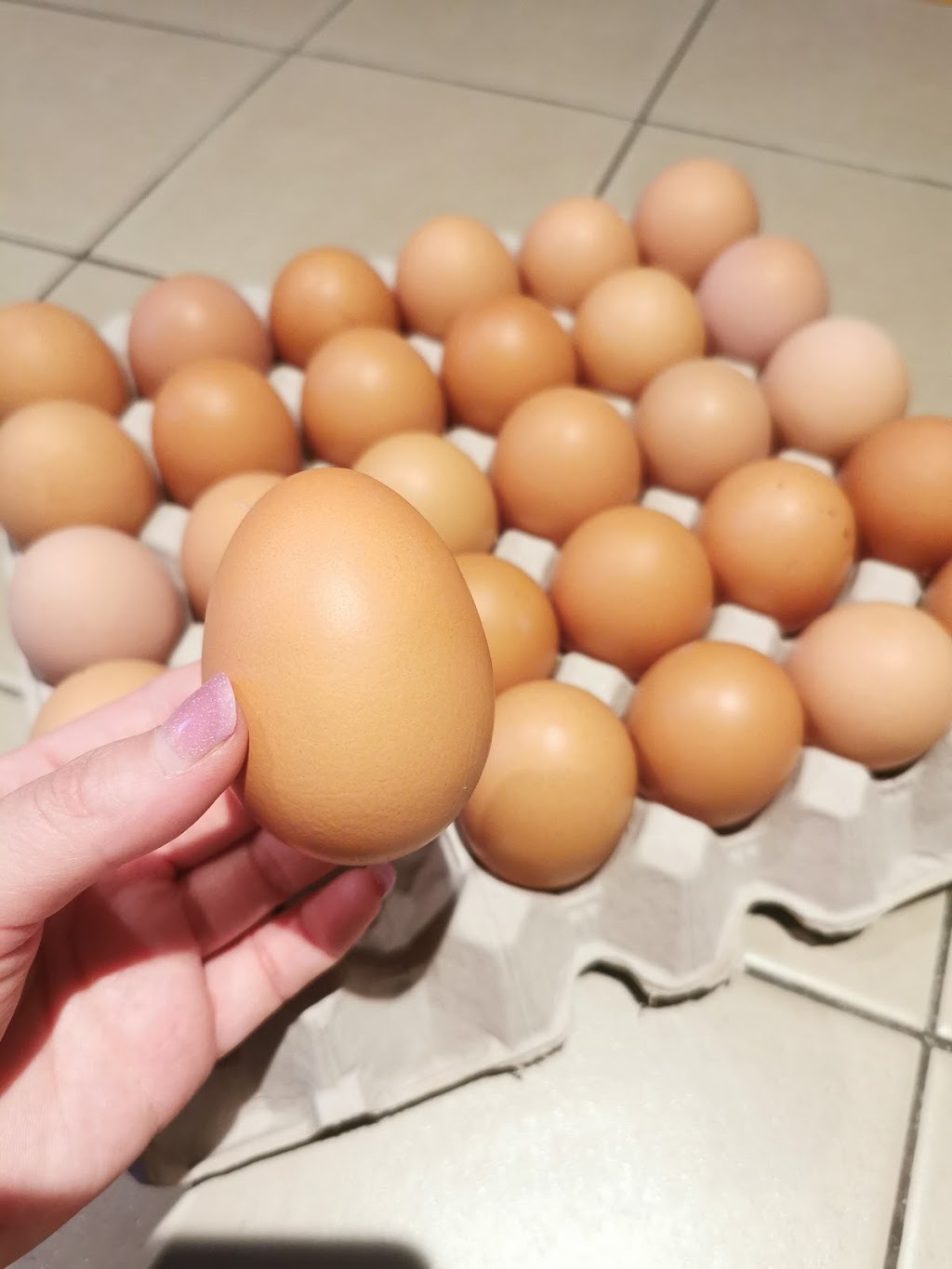 Yellingbo Free Range Hens and Eggs |  | 1280 Macclesfield Rd, Yellingbo VIC 3139, Australia | 0417482902 OR +61 417 482 902