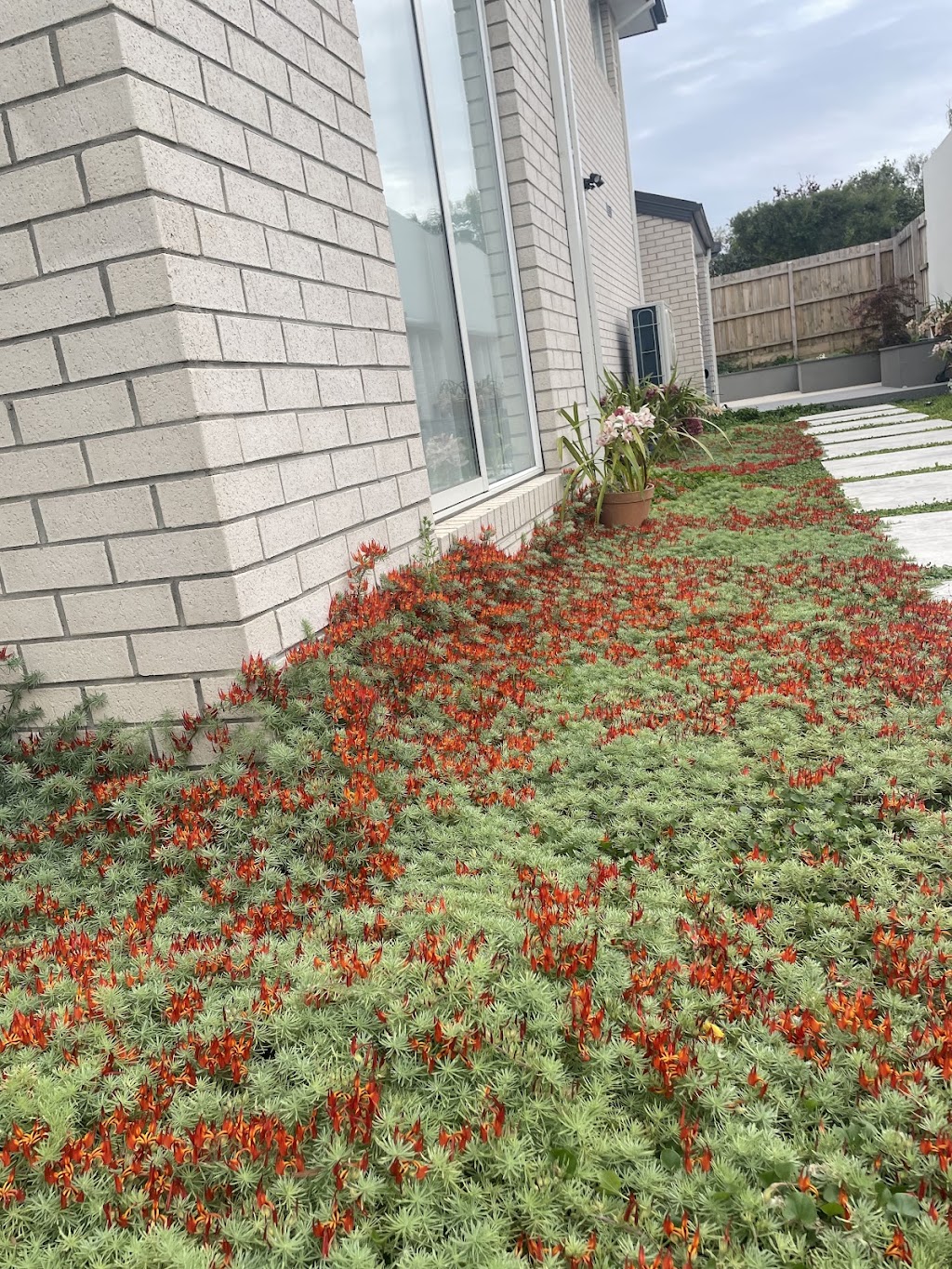 The Plant Guy | 20 Cross Rd, Devon Meadows VIC 3977, Australia | Phone: 0457 081 505