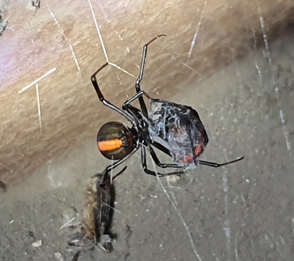 Border Regions Pest Control & Border Grain Fumigation | 3 Phipps St, Goondiwindi QLD 4390, Australia | Phone: 0498 769 639