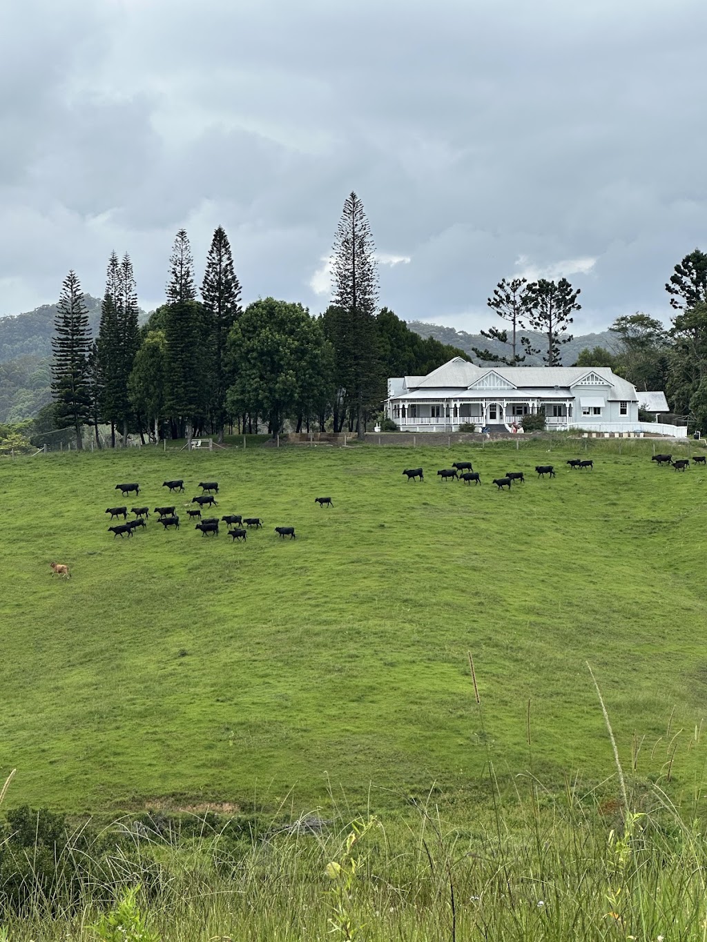 Yarrum Downs House | 907 Cudgera Creek Rd, Cudgera Creek NSW 2484, Australia | Phone: 0402 418 342