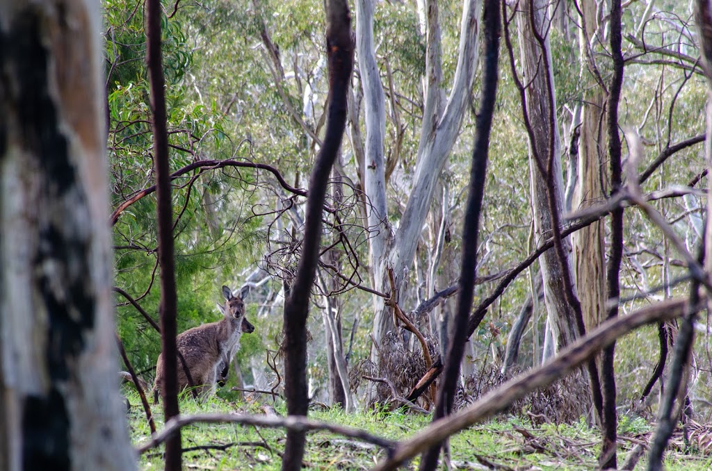 Belair National Park | Upper Sturt Rd &, Queens Jubilee Dr, Belair SA 5052, Australia | Phone: (08) 8278 5477