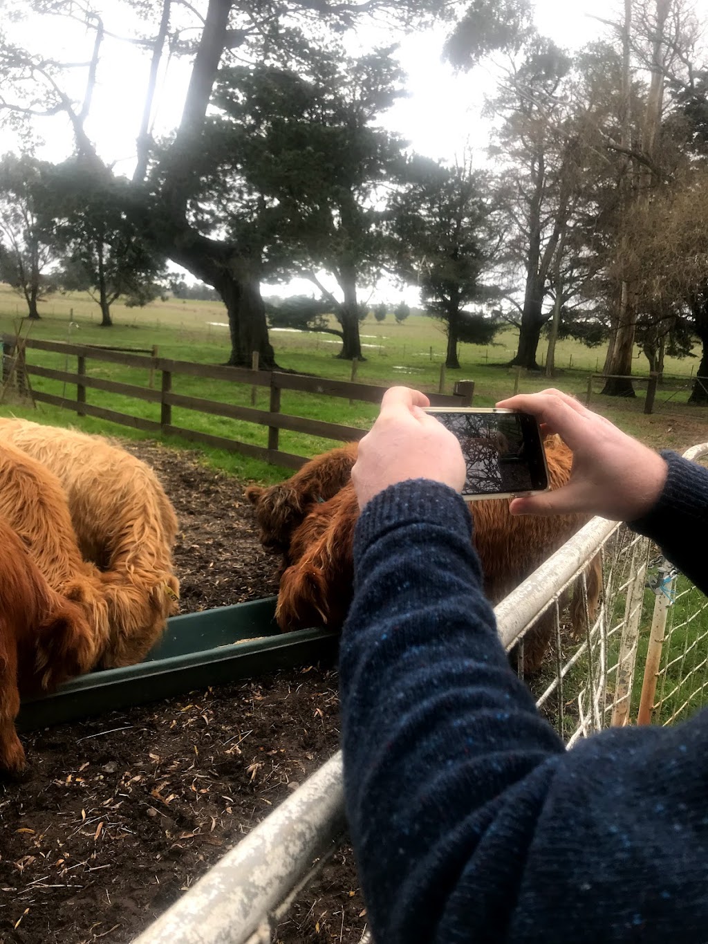 Poll Highland Cattle | 196 Lesters Rd, Bungaree VIC 3352, Australia | Phone: 0419 140 622