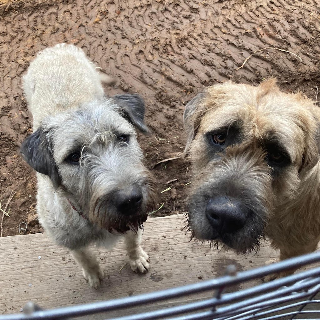 Narira Wolfhounds | 9914 Princes Hwy, Cobargo NSW 2550, Australia | Phone: 0449 902 999
