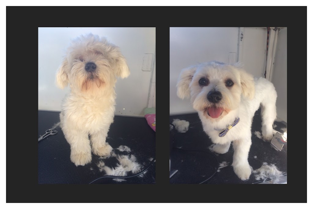 K9 Klip n Klean Mobile Dog Grooming |  | Singleton NSW 2330, Australia | 0422307691 OR +61 422 307 691