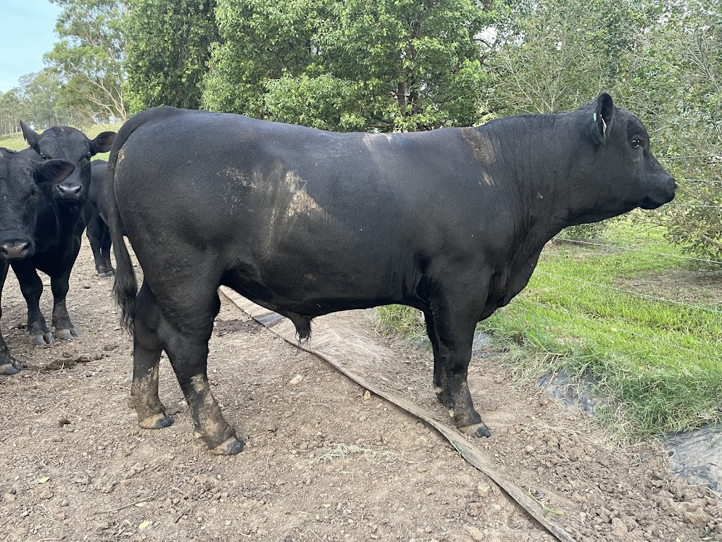 Petandra Angus | 622 The Bucketts Way, Stroud Road NSW 2415, Australia | Phone: 0400 349 966