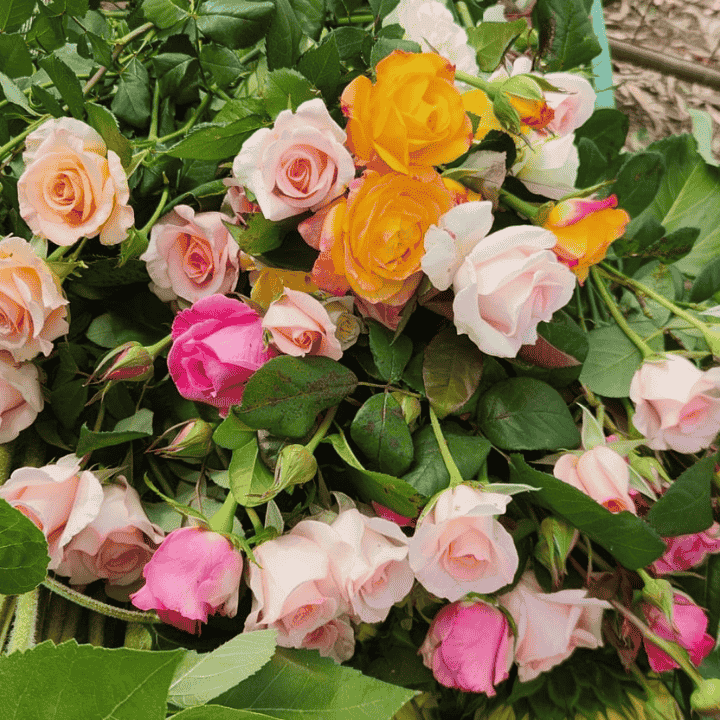 Conerin Farm Flowers Kyneton | 293 Sebastopol Rd, Kyneton VIC 3444, Australia | Phone: 0415 353 403