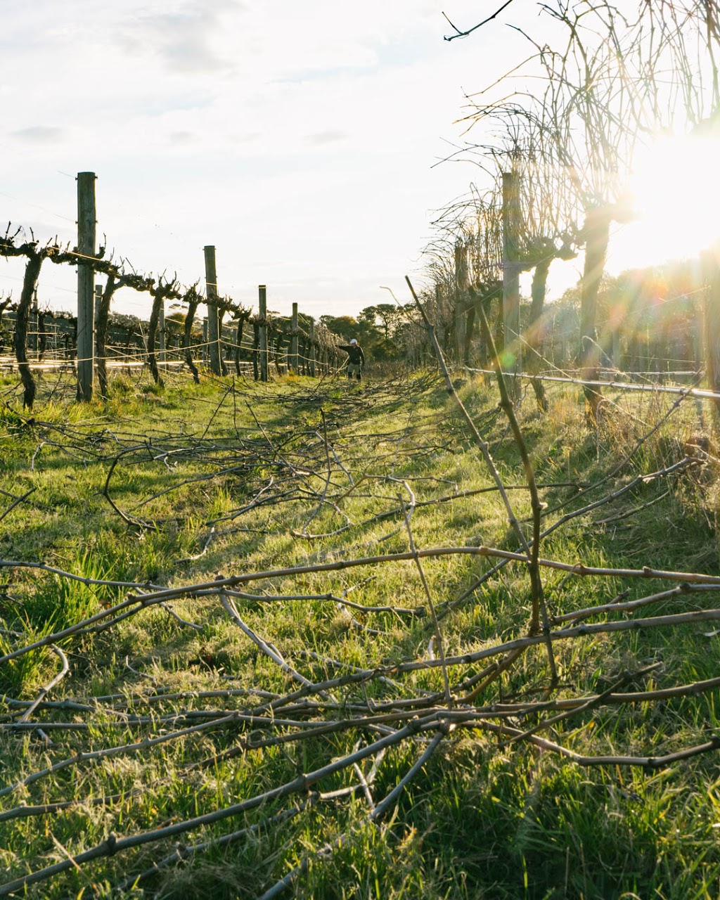 Chirping Bird Wines | 1203 Stumpy Gully Rd, Moorooduc VIC 3933, Australia | Phone: (03) 5978 8554