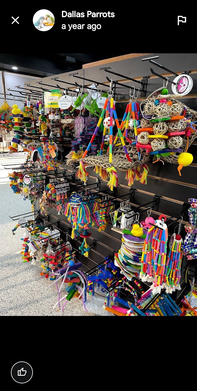 Shellyparrots | 1a Antwerp Ave, Edmondson Park NSW 2174, Australia | Phone: 0433 215 456