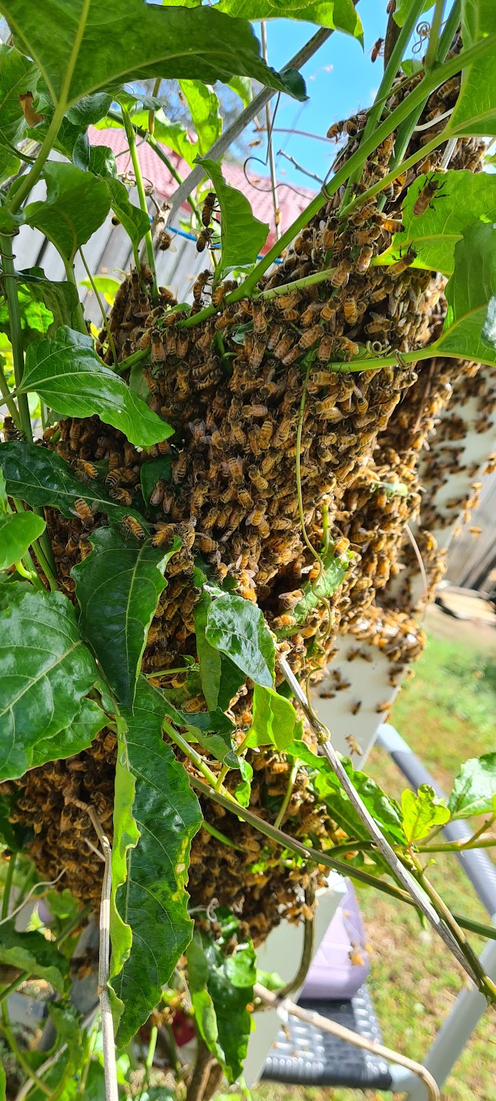 Bees Alive! |  | 36 Oxford Pl, Fitzgibbon QLD 4018, Australia | 0435018283 OR +61 435 018 283