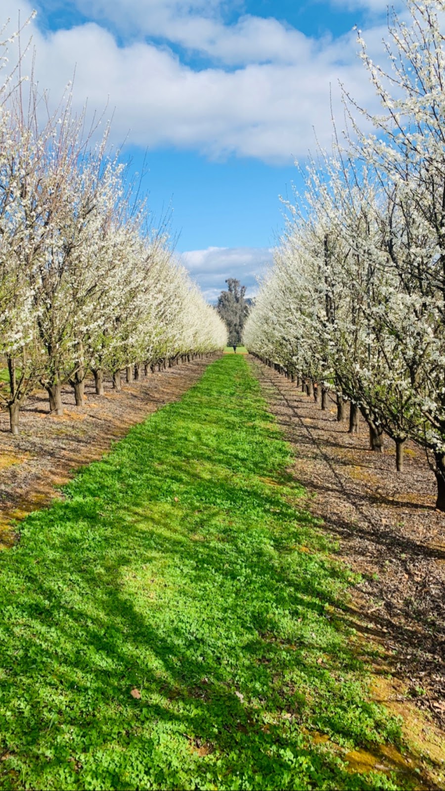 Caraholly Orchard | 92 Caraholly Orchard, Dwellingup WA 6213, Australia | Phone: 0434 628 335