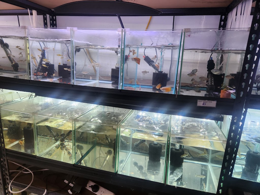 Fins N Feathers | 142 Edmond St, Marburg QLD 4346, Australia | Phone: 0477 722 570