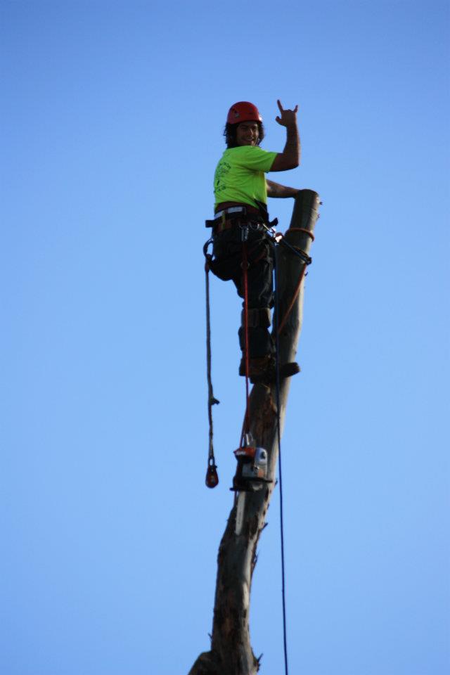 Above The Rest Tree Care | 12 Martins Ridge Rd, Conjola NSW 2539, Australia | Phone: 0423 749 505