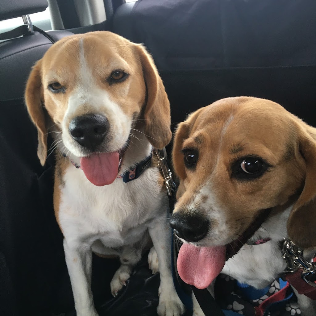 Move Unleashed Port Stephens | Shopping Village, Shop 1/37 Ferodale Rd, Medowie NSW 2318, Australia | Phone: 0400 114 557