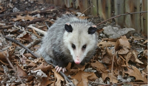 Possum Removal Melbourne | home goods store | 25 Taurus St, Balwyn North VIC 3104, Australia | 0413800268 OR +61 413 800 268