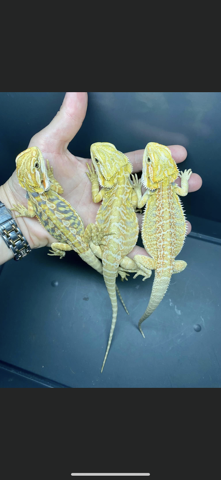 Echos lizard land | pet store | Gatton - Esk Rd, Spring Creek QLD 4343, Australia | 0436399421 OR +61 436 399 421