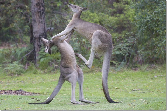 Port Stephens Kangaroo Encounters | park | 57 Dowling St, Nelson Bay NSW 2315, Australia | 0249811132 OR +61 2 4981 1132