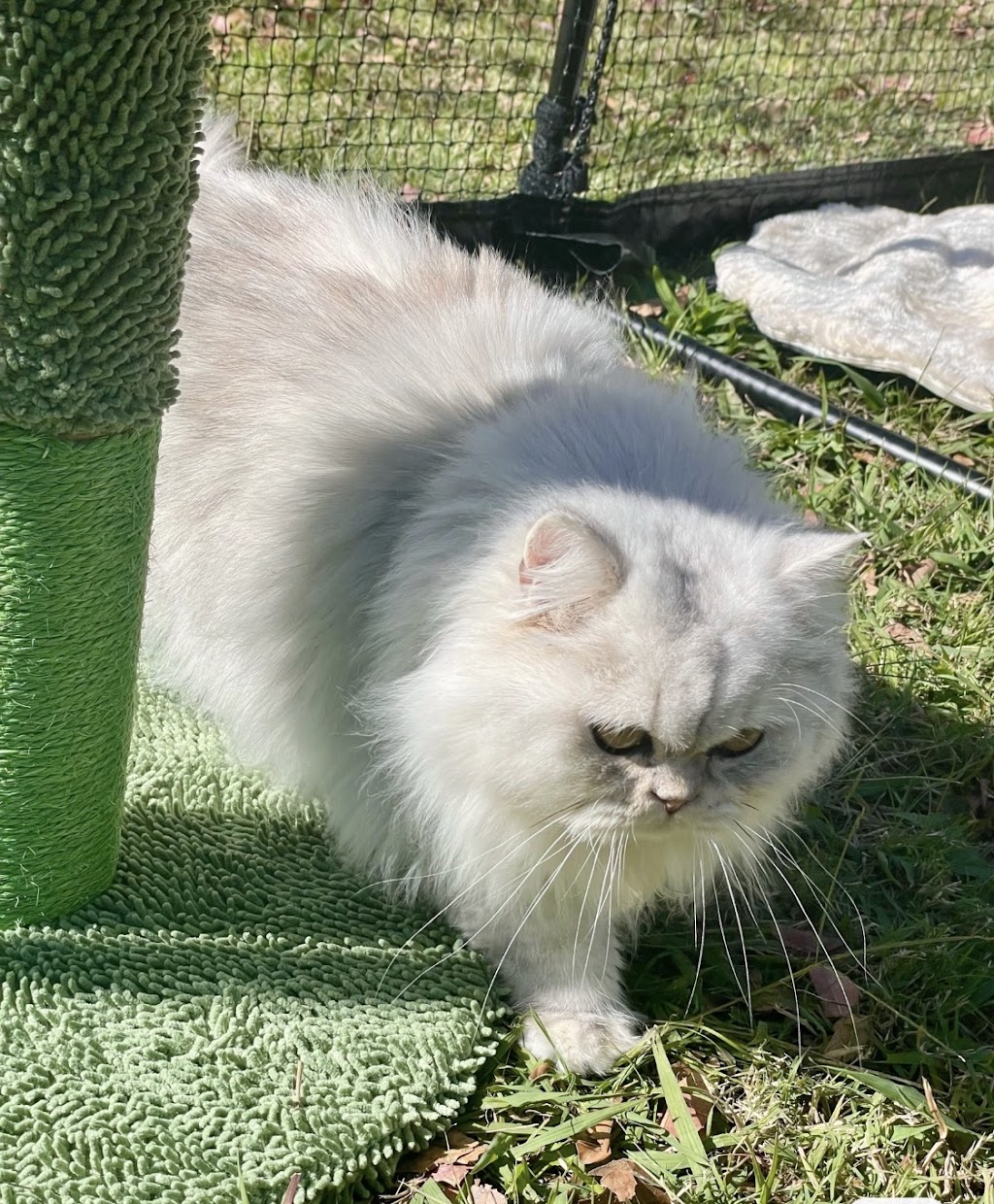 FluffyMW Cattery Boarding | Glenidol Rd, Oakville NSW 2765, Australia | Phone: 0499 142 889