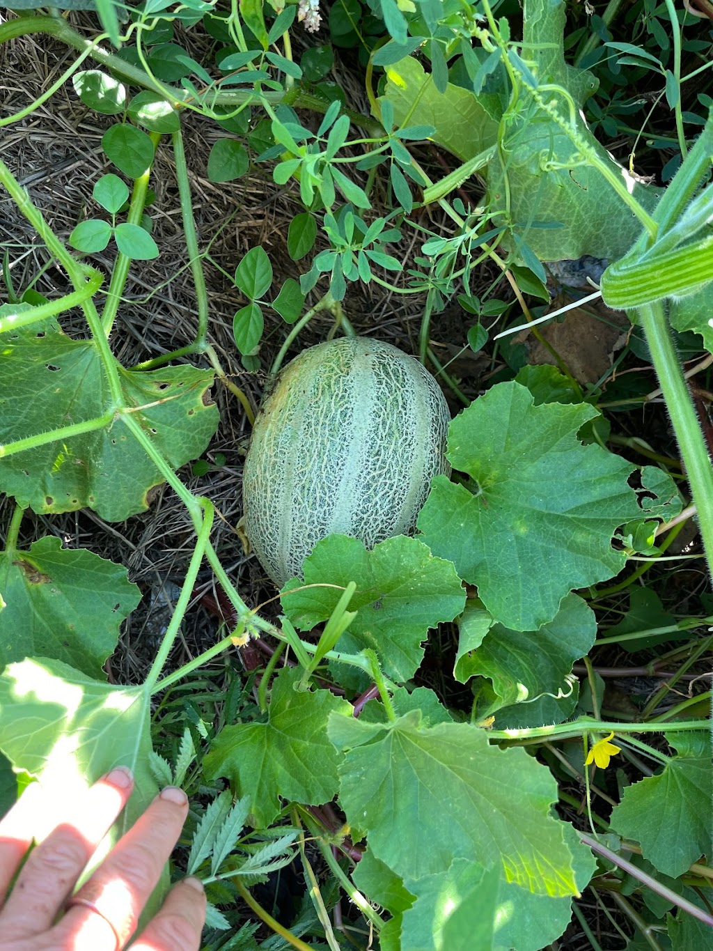 The Big Green Shed | 194 Kennedys Ln, Ewingsdale NSW 2481, Australia | Phone: 0401 781 276